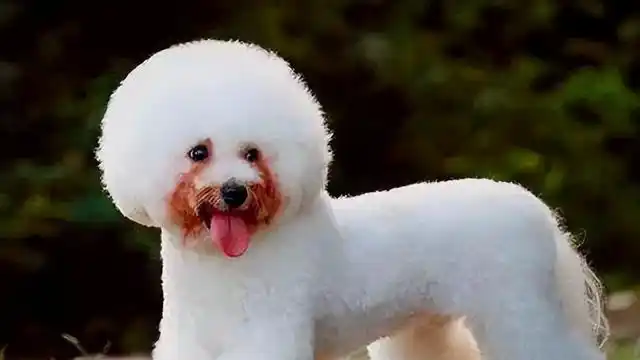 这样养比熊犬是在害它!饲养6大禁忌,你犯了哪个?