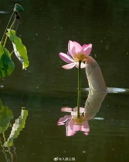 壁纸 花 桌面 690_867 竖版 竖屏 手机