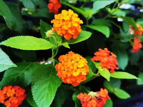 五色梅活泼开朗之花一株五色寓意家庭和睦团结