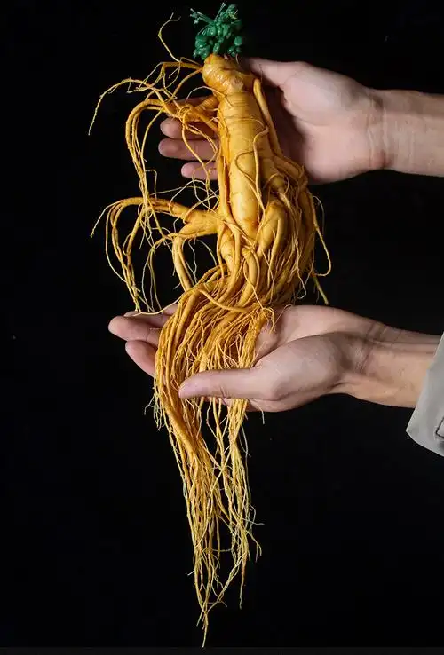 北京鲜人参新鲜长白山人参鹿鞭片男用泡酒煲汤专用真空装东北特大山参