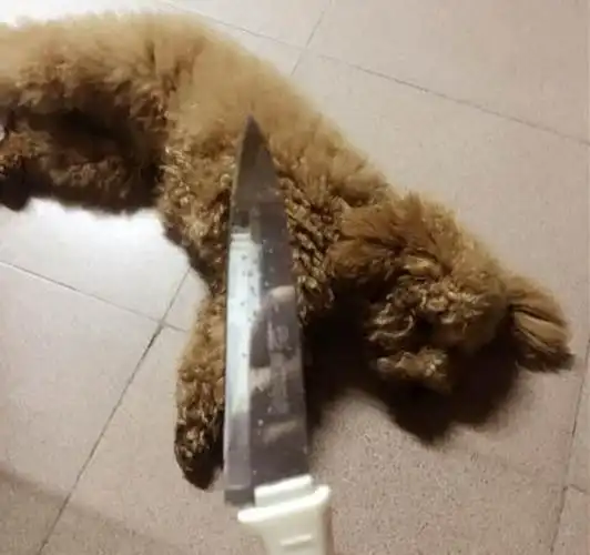 不然今晚就吃炖狗肉!不管是值钱还是不值钱的东西,泰迪统统都不放过.