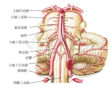 神经解剖学椎基底动脉系统