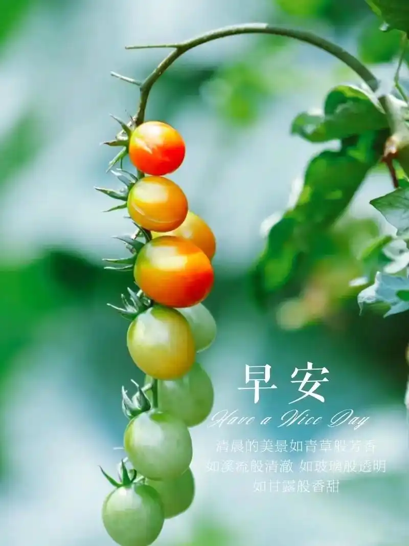 周三早安|暖心文案|温馨浪漫早安壁纸|朋友圈发图啦 #早安心 - 抖音