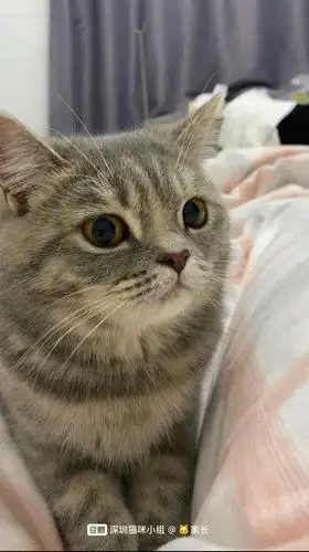 英短虎斑找公猫借配