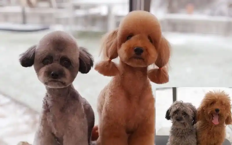 女娃门面陪跑小狗狗,(g)i-dle舒华家的小泰迪理发记!