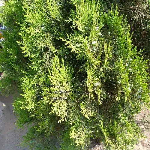 生侧柏叶图片 侧柏叶与柏树叶图片-图片大观-奇异网