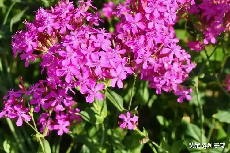 如何种植出漂亮的矮雪轮