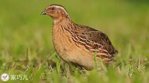 鹌鹑鸣叫声纯录音音频有需要的收藏吧