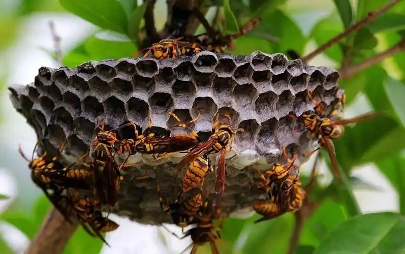 恋子树下的童年