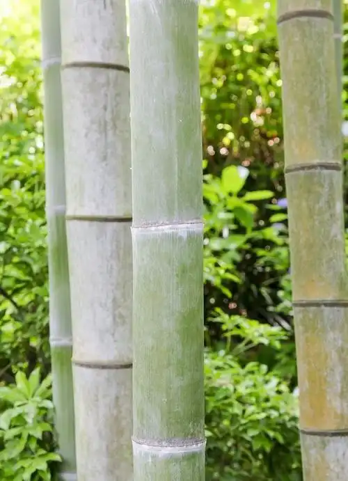 竹子象征的品质与人格特征深度剖析