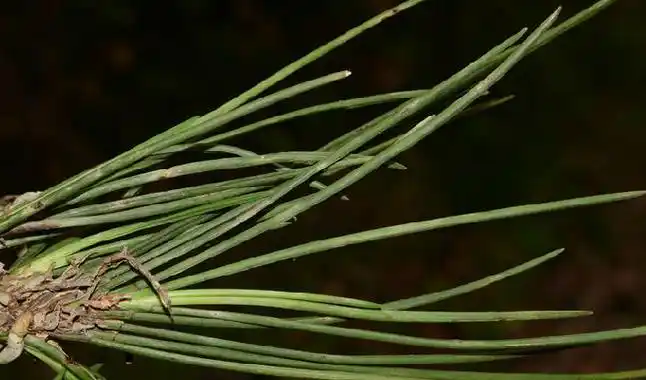 p>牛角兰属(学名:ceratostylis bl.