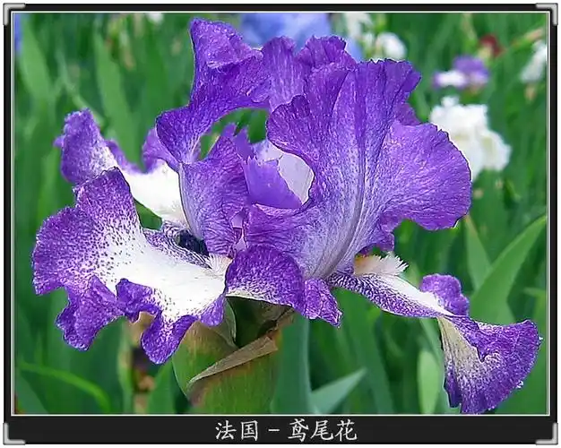 各国的国花(各国的国花和国树和国鸟)