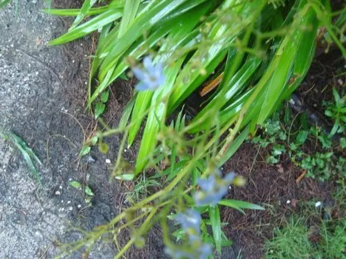 请问这种大披针形叶,蓝色花的植物叫什么.