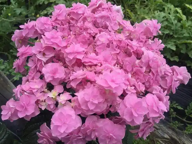 绣球头花大花重瓣阳台庭院花卉花园植物32公分时令草本花卉