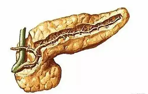 胰腺,一个让人敬畏的器官