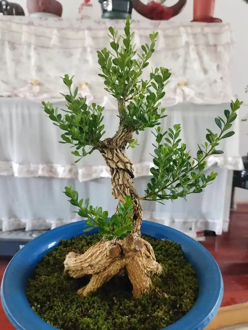 黄杨盆景 #黄杨素材 #黄杨造型树 # - 抖音