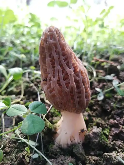 水云南野生菌-水云南野生菌厂家,品牌,图片,热帖-阿里巴巴