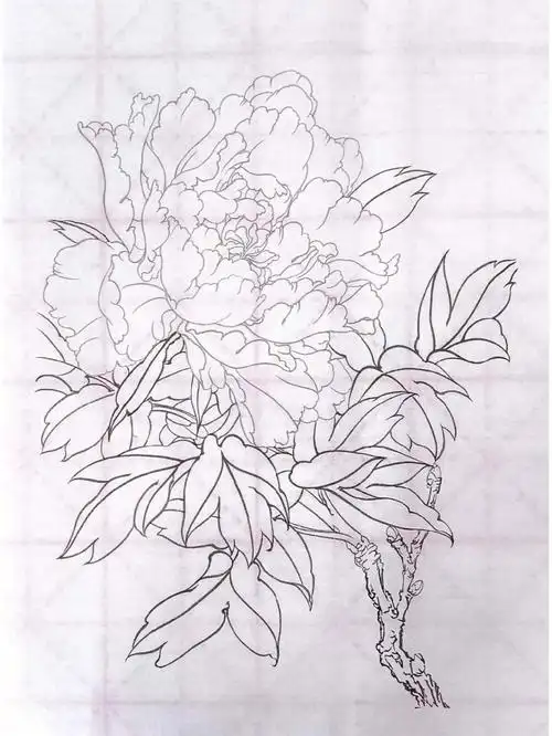 工笔牡丹花步骤图来啦07