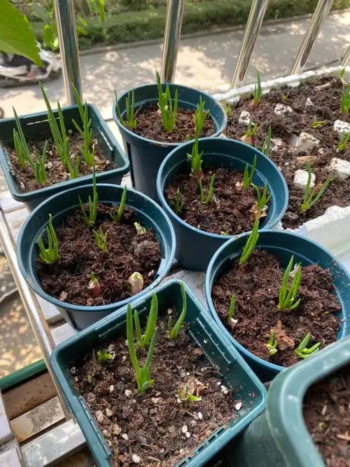 葱苗发育挺好的07