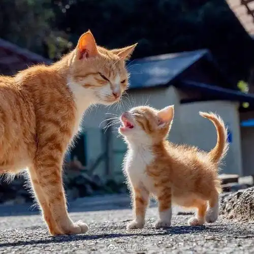 大猫带小猫闯荡世界看着好有爱zt