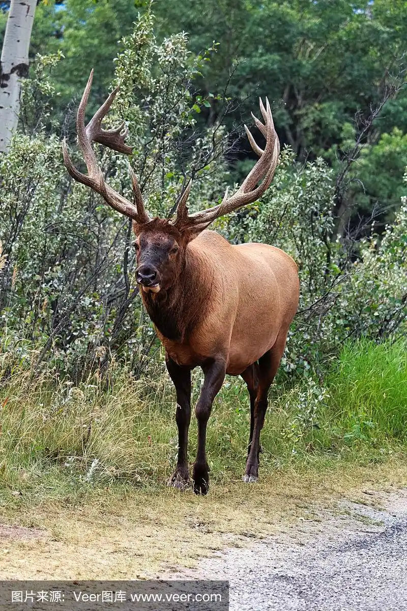 驼鹿,鹿角,公牛,宏伟,垂直画幅