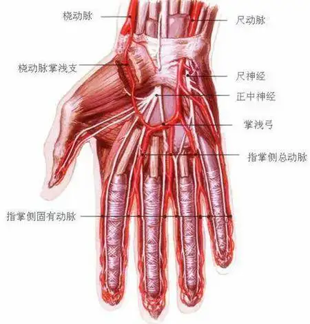 手上的动脉在哪,越具体越好.