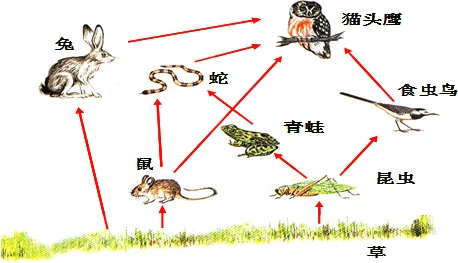 智力低下.可能是幼年时期生长激素分泌不足所致b.一个人的眼睛若失