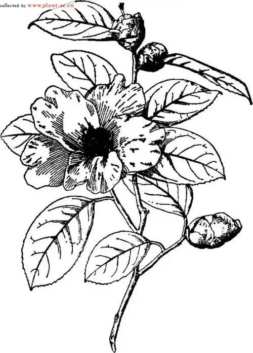 红花油茶camelliachekiangoleosa