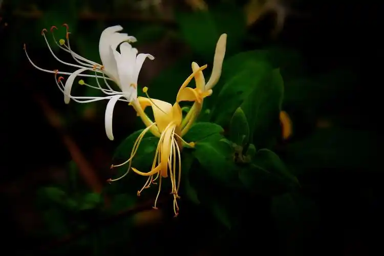 花事未了——金银花