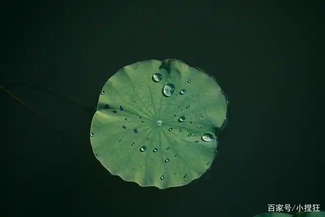 荷叶上晶莹剔透的水珠