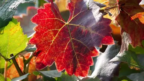 红色和绿色的叶子 iphone 壁纸