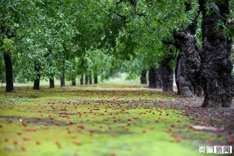 德州这些古树,美了千年!