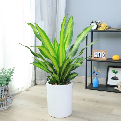 也门铁(也门铁和巴西铁的区别)