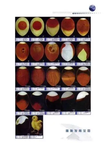 达文西生命科学——小鸡孵化!