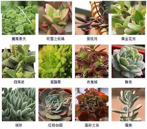 145种多肉植物品种名称及图鉴