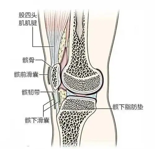 解剖膝关节是人体最大的滑膜关节,也是最复杂的关节.