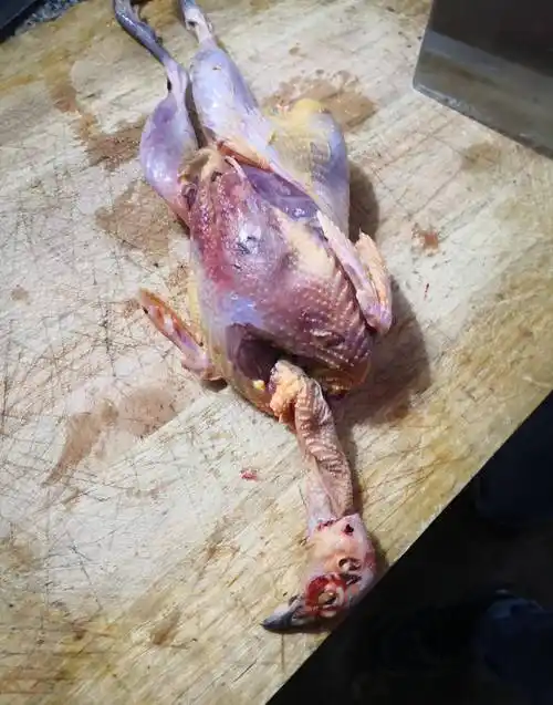 今天拿了一只野鸡一只野兔子,炖了两碗,做法一样_小时候_过程_大锅