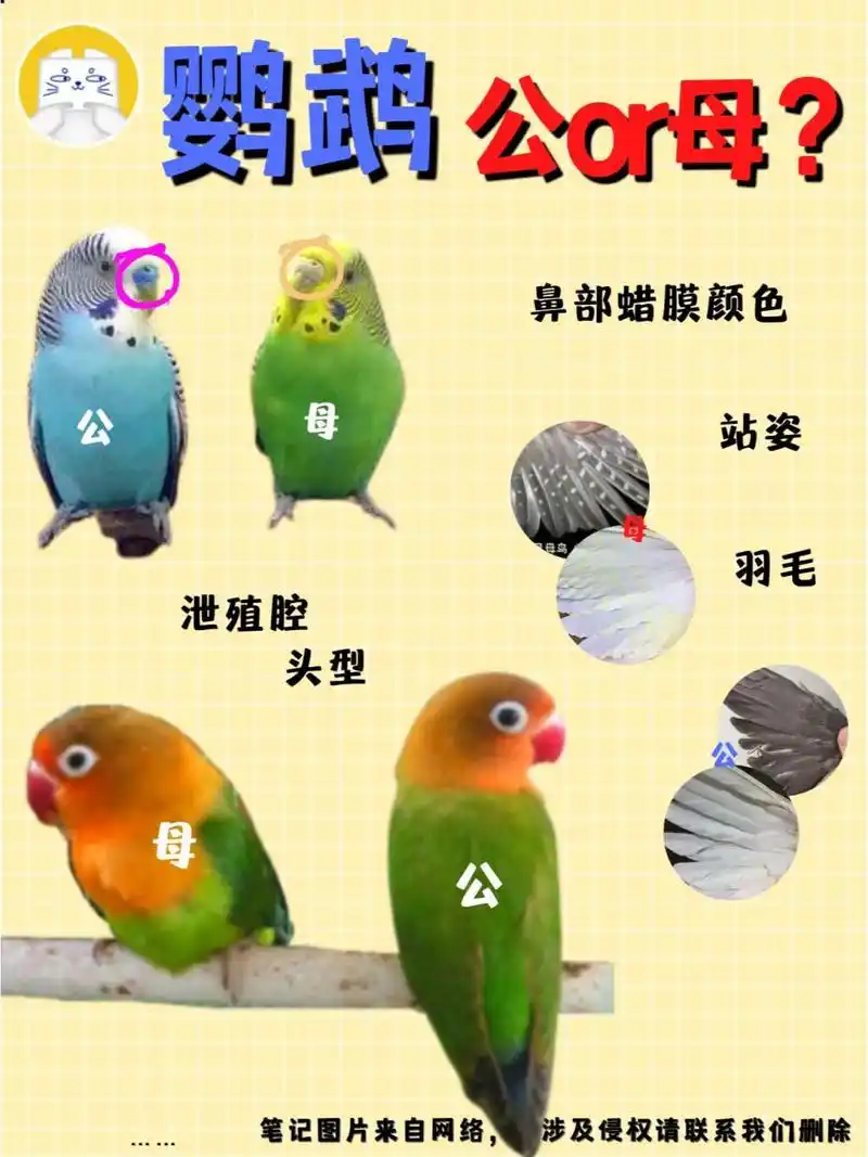 看这些地方就够啦! 不同鹦鹉如何区分公母呐?