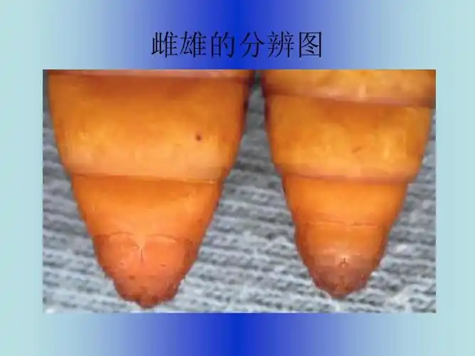 蚕的一生ppt