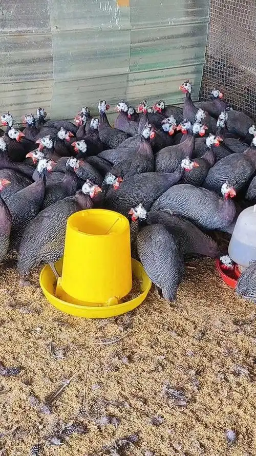 成年下蛋珍珠鸡,肉质鲜美好吃