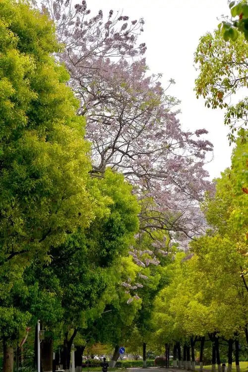 泡桐花这温婉的紫花湖北工业大学武汉大学