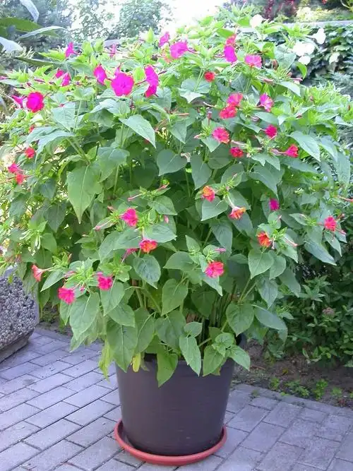 花朵像喇叭的紫茉莉,名字可真的太多了,适合地栽养护