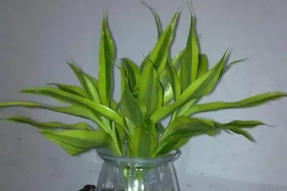 巴西竹的养殖方法巴西竹怎么种植附种巴西竹方法技巧