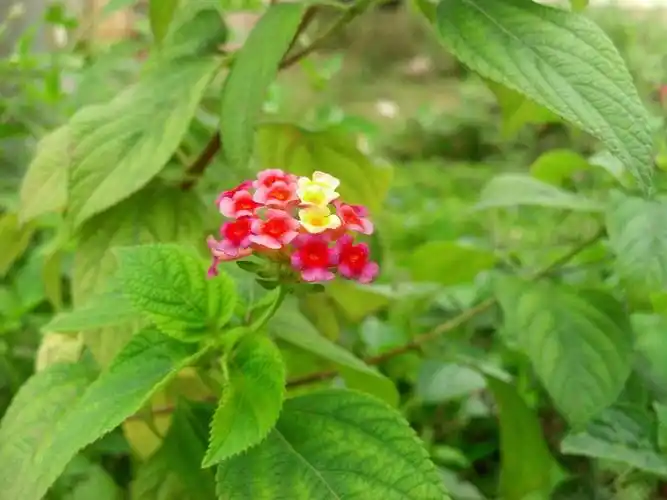 常见的绿化植物,老家叫它臭花