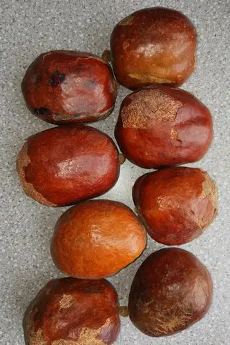 佛心果原籽灯芯菩提原料手串挂坠释迦菩提原果菩提果单颗大果把件sn