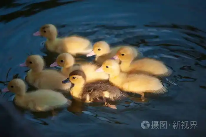 小鸭子在晨光下在池塘里游泳自由射程系统快乐的鸭子泰国萨康纳洪省