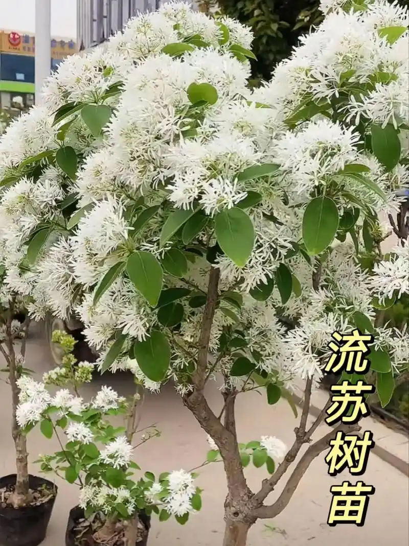流苏树苗.流苏树苗,非常珍贵的树种,每年3-4月开花,因花白 - 抖音