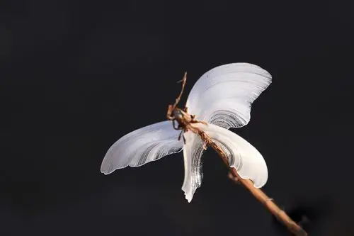 其它 冰蝶 写美篇       近九十岁高龄的老教授