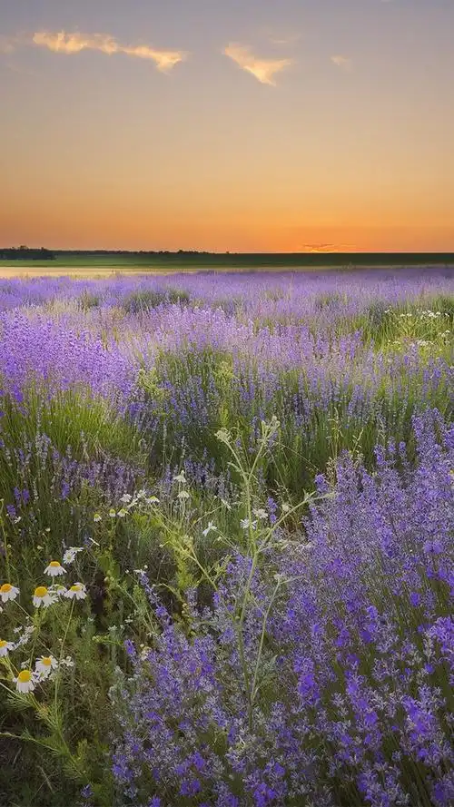 iphone 壁纸 薰衣草花,农村,黄昏