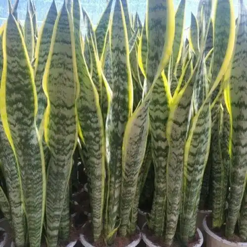 虎皮兰花花卉室内盆栽好养金边银脉客厅大型绿植